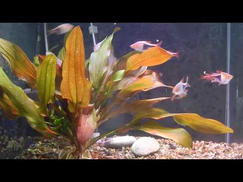 Видео: стайный нерест расбор клинопятнистых. плюсы и минусы