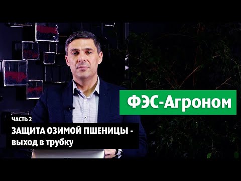 Видео: Защита озимой пшеницы - выход в трубку. Часть 2