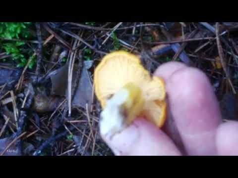 Видео: Лисички