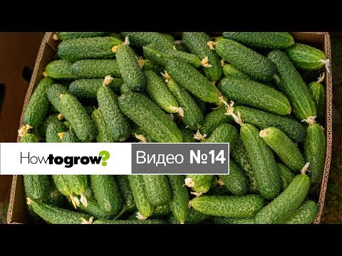 Видео: Подводим итоги 4-х выборок огурцов за период с 6 по 13 апреля 2018г.