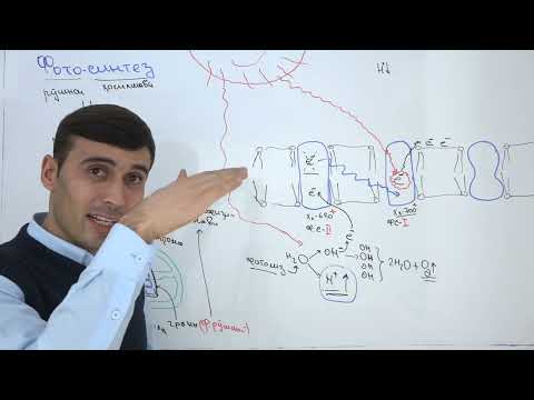 Видео: ФОТОСИНТЕЗ. ФОТОСИСТЕМАИ ЯК ВА ДУЮМ. СИКЛ КАЛВИН.