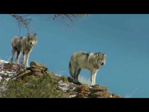 Видео: Нужны ли волки на Таганае