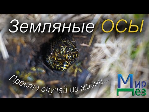 Видео: Земляные осы. Случай из жизни