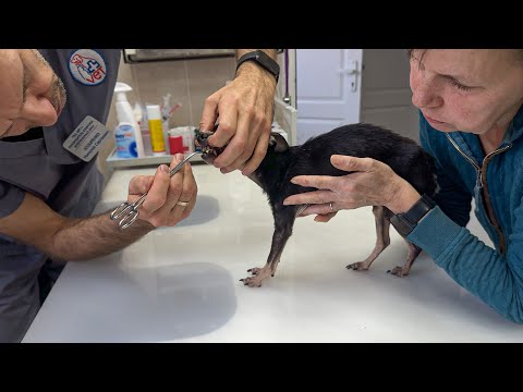 Видео: Какой диагноз поставят нашему Горцу? / Будет ли Шалун ходить? / Прогнозы на нашу маленькую Стефанию