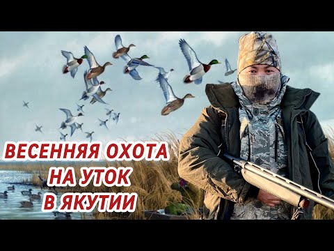 Видео: ВЕСЕННЯЯ ОХОТА НА УТОК В ЯКУТИИ | СААСКЫ КУС | 2022