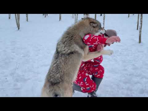 Видео: Рискнул зайти к ЯКУТСКОМУ ВОЛКУ 🐺. С НОВЫМ 2022 ГОДОМ 🎉