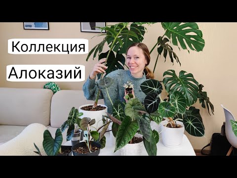 Видео: ОБЗОР коллекции Алоказий | Пересадка Алоказии Скальпрум | Клоны алоказий