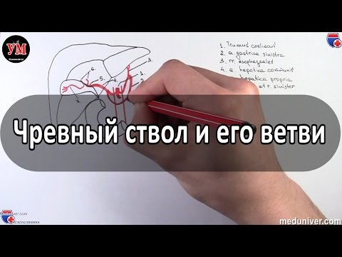 Видео: Чревный ствол и его ветви - meduniver.com