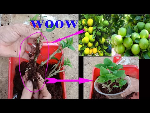 Видео: Как успешно размножить лимонное дерево с ветки 100%