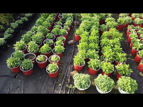 Видео: Как и Чем я поливаю ХРИЗАНТЕМУ на площадке? От скольких штук продавать оптом?