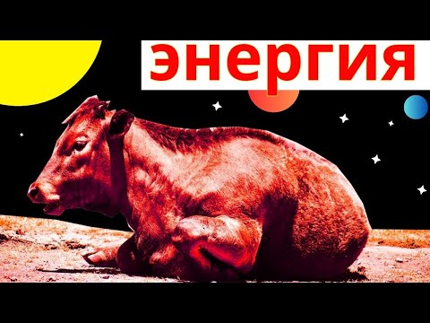 Видео: энергия рациона скота | дойная корова бычки на откорме