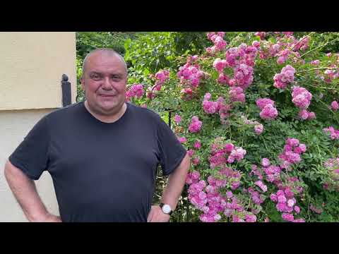 Видео: Готовим говяжьи хвосты в томатном соусе Саша Травень