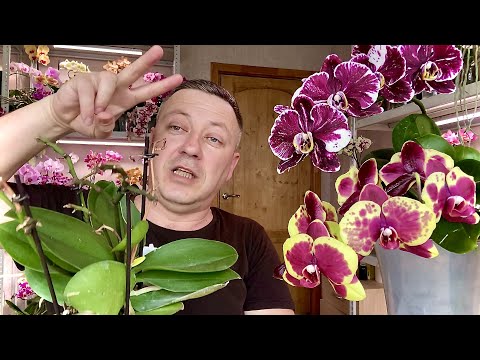 Видео: у ОРХИДЕИ ЦВЕТОНОС из ТОЧКИ РОСТА листьев ЧТО ДЕЛАТЬ и если отломана серединка орхидеи