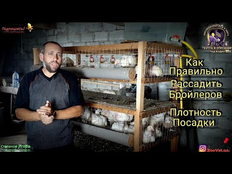 Видео: Как Правильно Рассадить Бройлеров Плотность Посадки