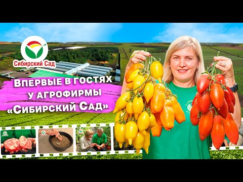 Видео: Обзор что? Где? Когда? О сортах и семенах Сибирского сада Лучшие урожайные сибирские томаты на 2023г