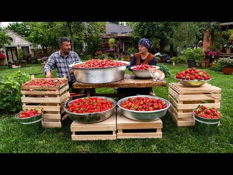 Видео: 🍓От Поля до Духовки: Сбор, Сушка и Выпекание Клубники