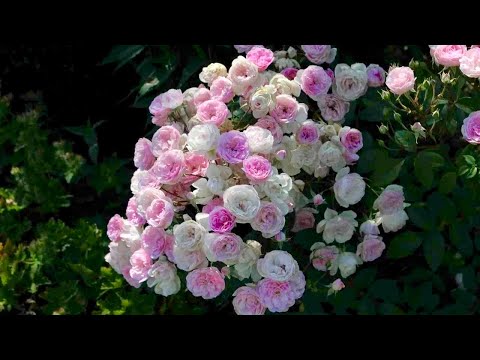 Видео: РОЗОВОЕ ЧУДО. МАХРОВЫЕ МУСКУСНЫЕ ГИБРИДЫ. Musky roses. Rose Garden. Beautiful roses.