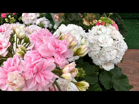 Видео: ПЕЛАРГОНИИ ЦВЕТУТ КАК БЕШЕНЫЕ !!! Часть 2 обзор 12 августа 2025💚💚💚