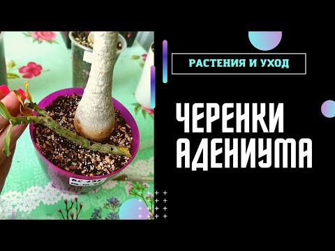 Видео: ЧЕРЕНКИ АДЕНИУМА укоренение в перлите и воде НЕУДАВШИЕСЯ прививки октября 2022 #адениум #adenium