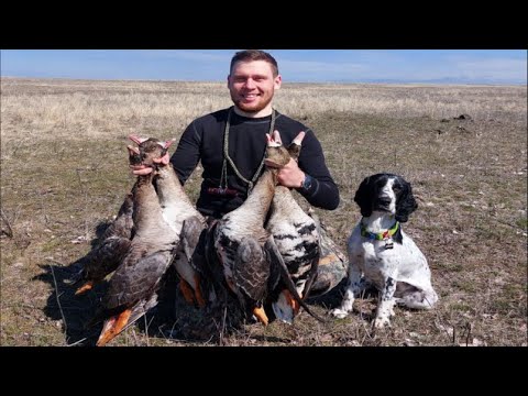 Видео: ОХОТА НА ГУСЯ 2024. ВЕСЕННЯЯ ОХОТА В ВОЛГОГРАДСКОЙ ОБЛАСТИ.