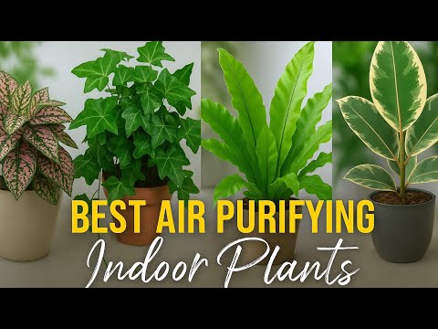 Видео: Лучшие растения-очистители воздуха для домашнего декора | Простота ухода и стильный вид | Идеи дл...