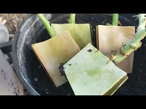 Видео: ЧЕРЕНКОВАНИЕ РОЗ С АЛОЕ ВЕРА КИТАЙСКИЙ МЕТОД