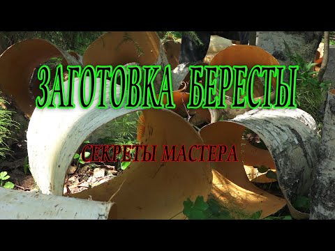 Видео: заготовка бересты