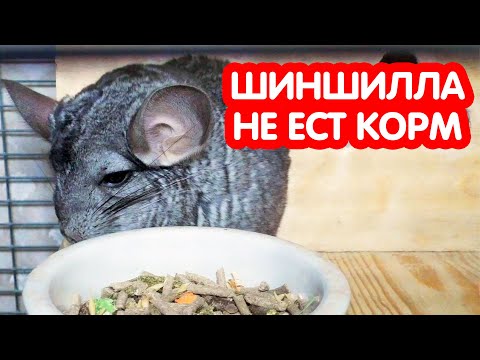 Видео: Шиншилла не ест корм (гранулят) - что делать?
