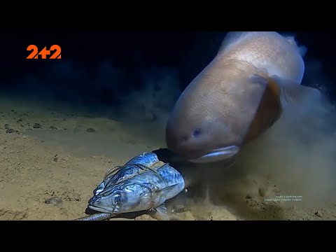 Видео: Какие чудеса ждут на дне самой глубоководной в мире Марианской впадины