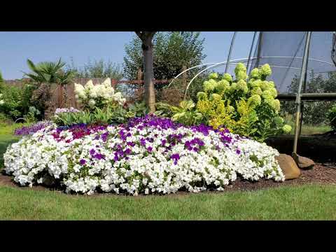 Видео: Метельчатая Гортензия. Посмотрите какие сорта растут в моём саду.