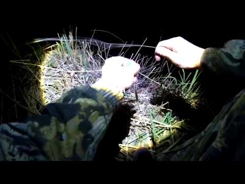 Видео: Ночная рыбалка на сома на реке Кубань