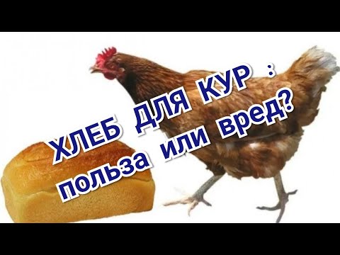 Видео: Хлеб для кур. Польза или вред?