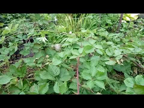 Видео: Ежевика, обрезаю Лох тей
