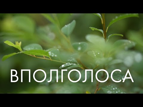 Видео: Сны ветвей | Вполголоса