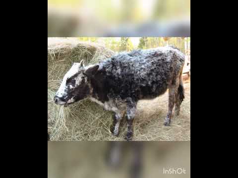 Видео: "Манньыаттаах" кэпсээн