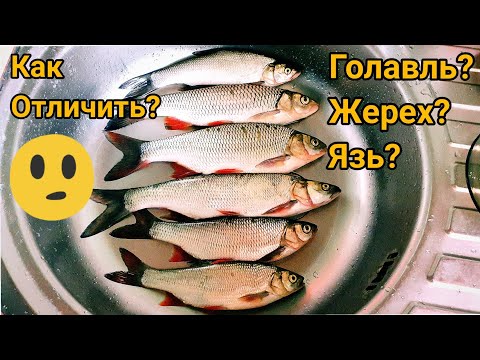 Видео: КАК ОТЛИЧИТЬ ГОЛАВЛЯ от ЯЗЯ и ЖЕРЕХА???...