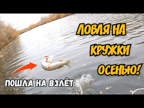 Видео: Рыба жирует перед зимой! Рыбалка на кружки в октябре! #наживца #щуканажерлицу #окунь