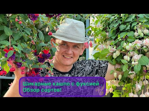 Видео: Фуксия. Огромные кашпо с фуксией. Обзор наших сортов Фуксии.