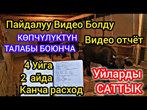 Видео: Өтө Пайдалуу  болду Уйларды Багууга Канча РАСХОД КЕРЕКТЕЛЕТ ? Ачык Айкын Айтылды