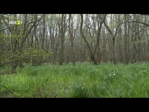 Видео: Природен резерват "Балтата", 10 000 крачки - 13.03.2024 по БНТ
