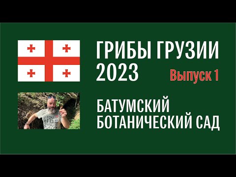 Видео: Грибы Грузии 2023. Выпуск №1. Батумский ботсад. Сыроежка, груздь, цветохвостник и другие грибы.