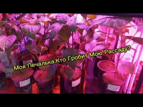 Видео: Что с Рассадой? Печалька печальная....