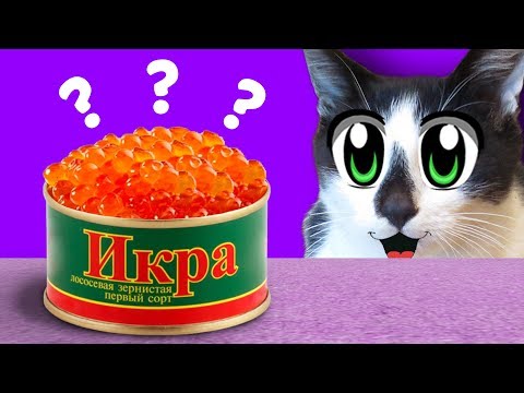 Видео: ОБЫЧНАЯ ЕДА ПРОТИВ КОТОВ ЧЕЛЛЕНДЖ! ПРИКОЛЫ с КОТАМИ или ЧТО ВЫБЕРЕТ КОТ Малыш и Кошечка Мурка