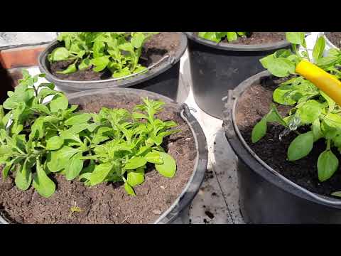 Видео: ПОСЛЕДНЯЯ ПЕРЕСАДКА ПЕТУНИИ В ЁМКОСТИ В ОТКРЫТЫЙ ГРУНТ.