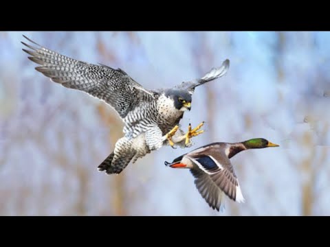 Видео: Внезапная Атака! Битвы Хищных Птиц Снятые на Камеру