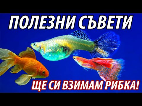 Видео: Полезни съвети при отглеждането на РИБКА