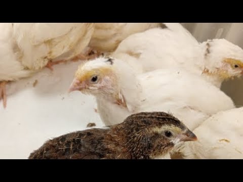 Видео: Малыши перепелята 18дней в квартире в прямом эфире! Ежедневный стрим!