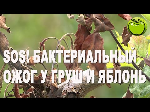 Видео: Почему почернели и засохли листья у груши. Бактериальный ожог груши и яблонь - серьезная болезнь.