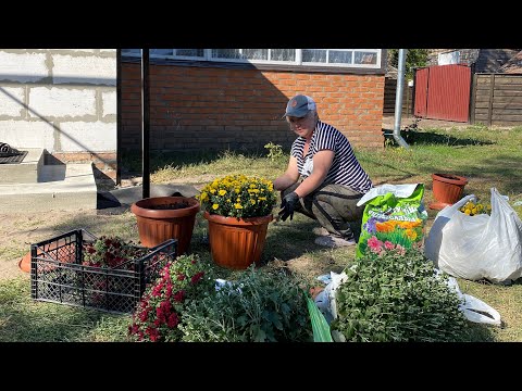 Видео: За красотой в соседнее село! Привет из Лютеньки! Она дизайнер,так видит. Грибов нет,ждем хороший 🌧️!