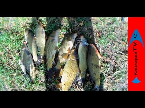 Видео: Нашел БРОШЕННЫЙ ВОДОЕМ который  кишит САЗАНОМ